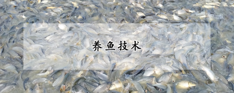 養魚技術