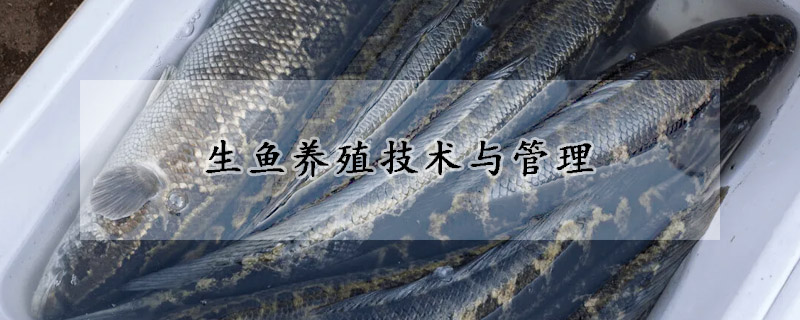 生魚養(yǎng)殖技術(shù)與管理