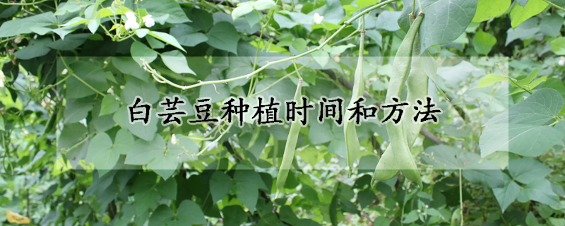 白蕓豆種植時間和方法