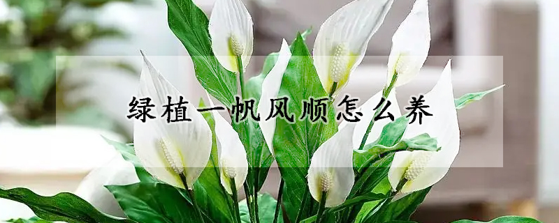 綠植一帆風順怎么養