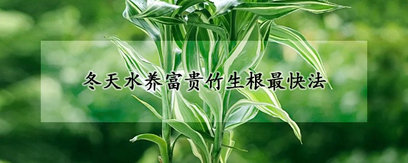 冬天水養(yǎng)富貴竹生根最快法