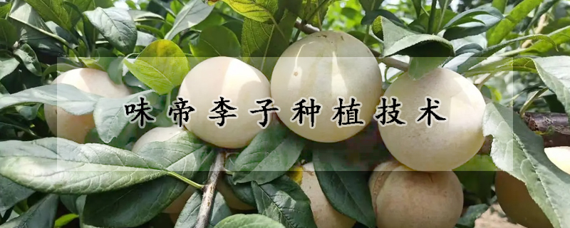 味帝李子種植技術(shù)