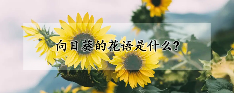 向日葵的花語是什么?