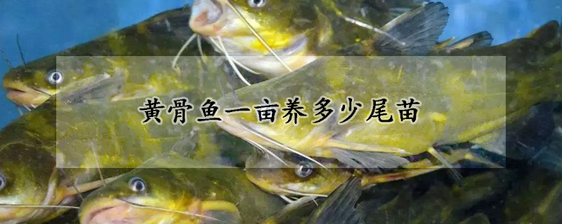 黃骨魚一畝養(yǎng)多少尾苗