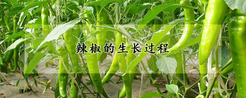 辣椒的生長(zhǎng)過(guò)程