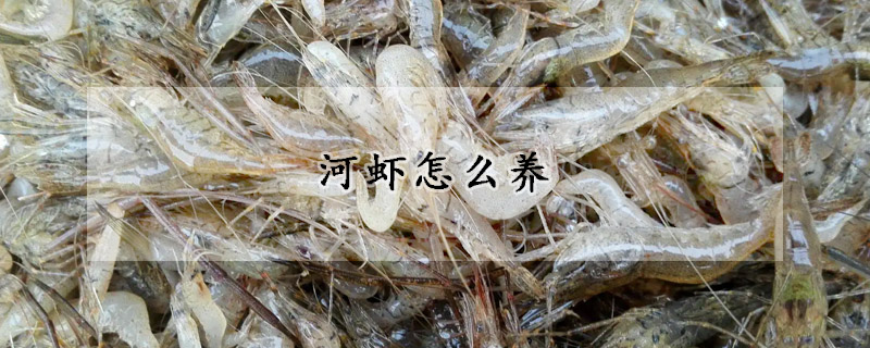 河蝦怎么養(yǎng)