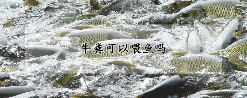 牛糞可以喂魚嗎