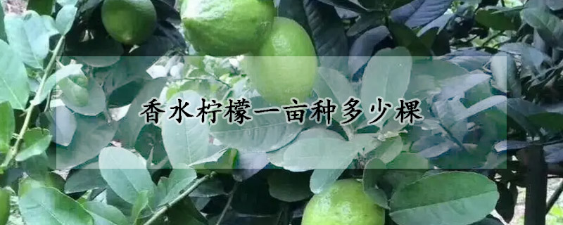 香水檸檬一畝種多少棵