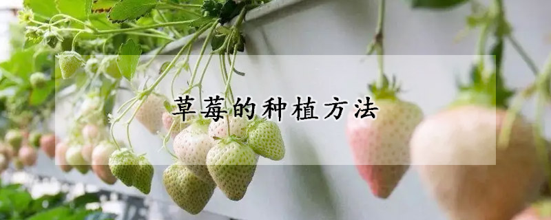 草莓的種植方法