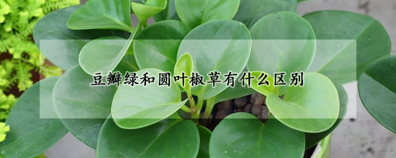 豆瓣綠和圓葉椒草有什么區別