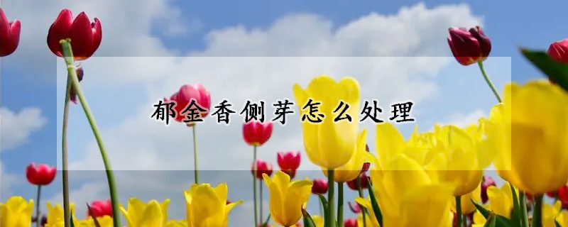 郁金香側芽怎么處理