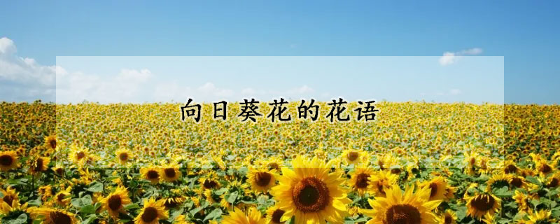 向日葵花的花語