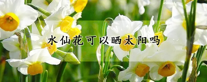 水仙花可以曬太陽嗎