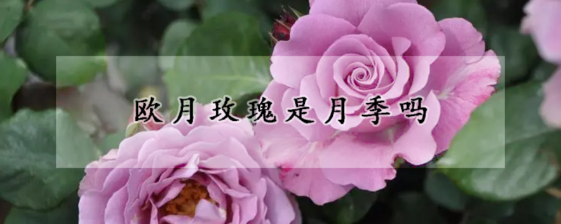 歐月玫瑰是月季嗎