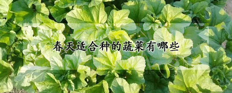 春天適合種的蔬菜有哪些