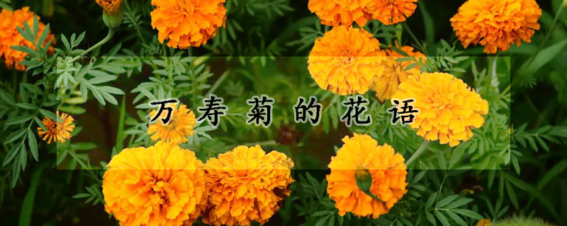 萬壽菊的花語