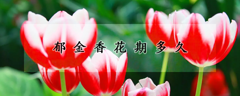 郁金香花期多久