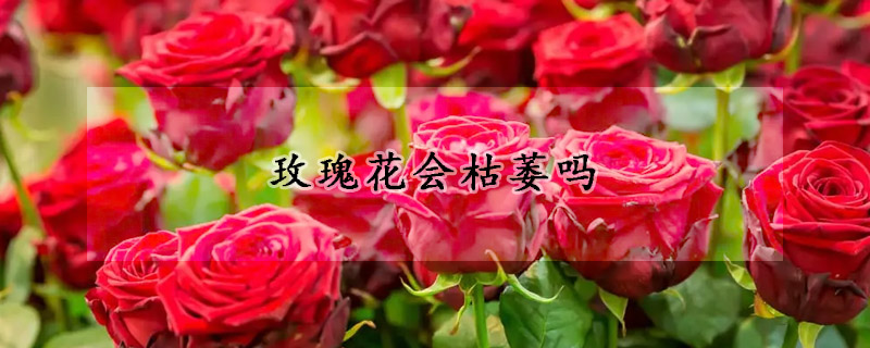 玫瑰花會枯萎嗎