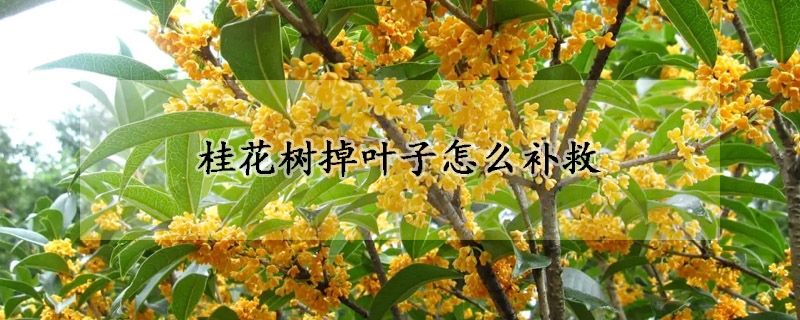 桂花樹掉葉子怎么補(bǔ)救