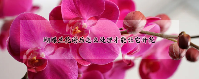 蝴蝶蘭花謝后怎么處理才能讓它開(kāi)花