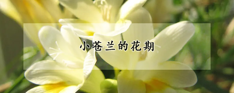 小蒼蘭的花期