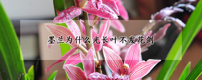 墨蘭為什么光長葉不發花劍