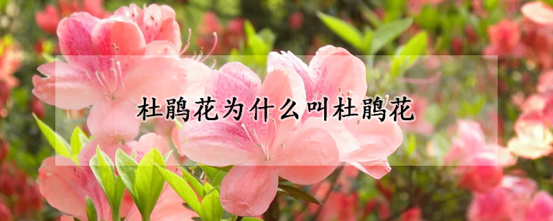 杜鵑花為什么叫杜鵑花