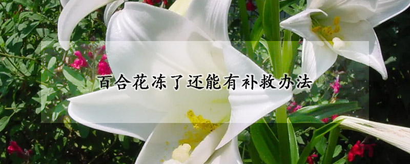 百合花凍了還能有補救辦法