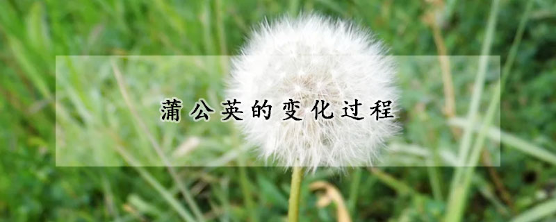 蒲公英的變化過(guò)程