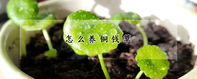 怎么養(yǎng)銅錢草