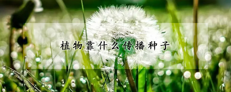 植物靠什么傳播種子