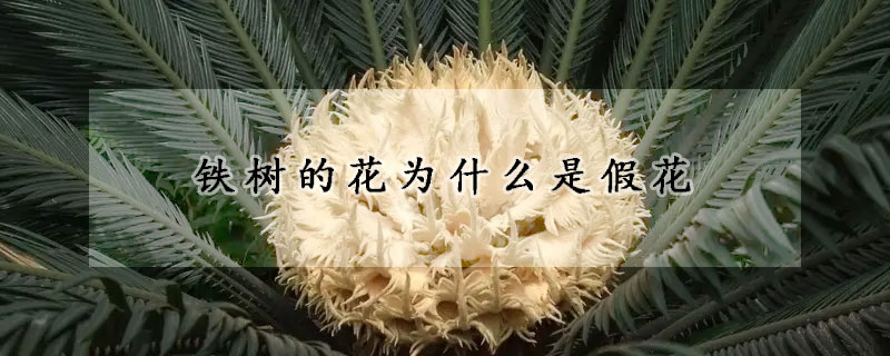 鐵樹(shù)的花為什么是假花