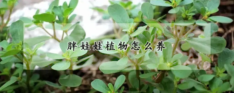 胖娃娃植物怎么養(yǎng)