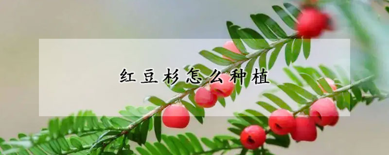 紅豆杉怎么種植