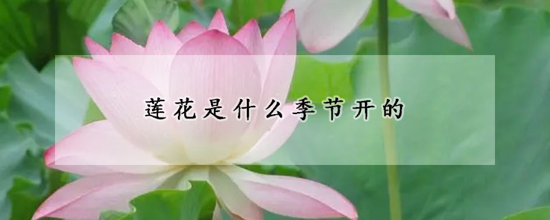 蓮花是什么季節(jié)開的