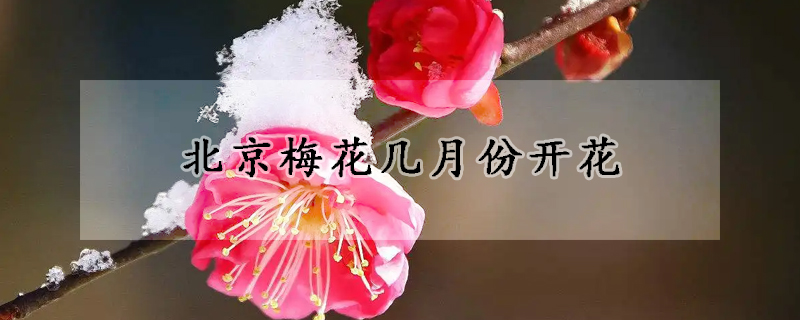 北京梅花幾月份開花