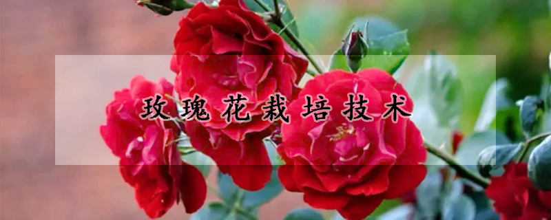 玫瑰花栽培技術(shù)