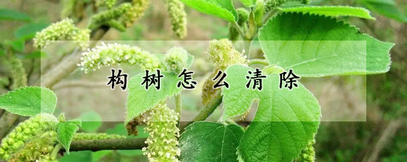 構樹怎么清除