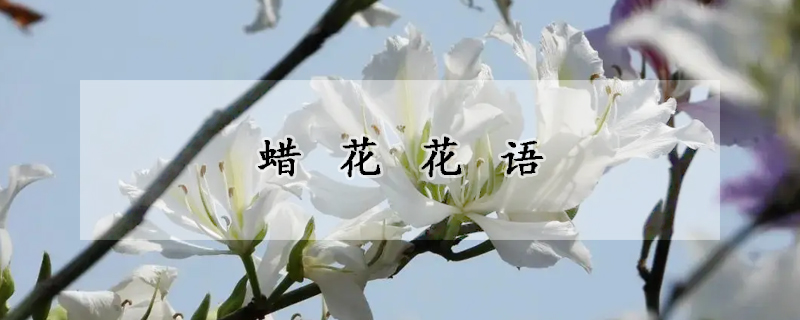 蠟花花語(yǔ)