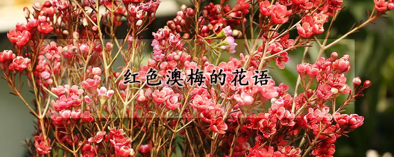 紅色澳梅的花語