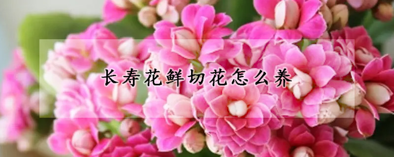 長壽花鮮切花怎么養(yǎng)