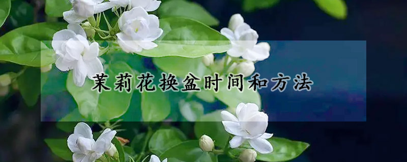 茉莉花換盆時(shí)間和方法