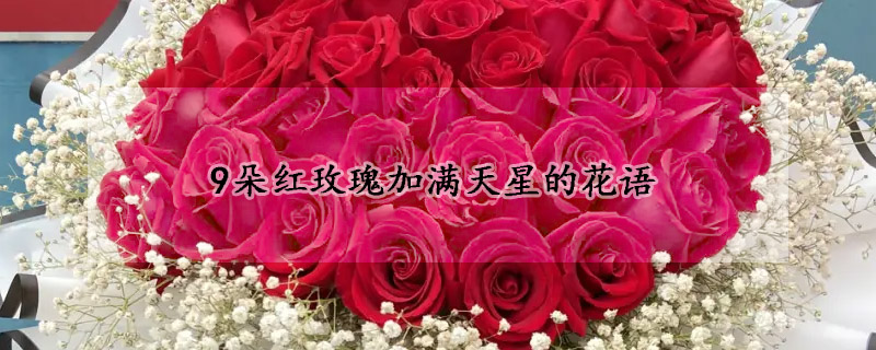 9朵紅玫瑰加滿天星的花語