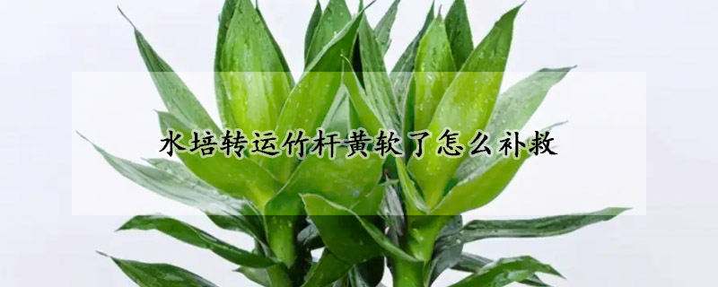 水培轉(zhuǎn)運(yùn)竹桿黃軟了怎么補(bǔ)救