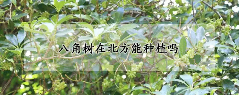 八角樹在北方能種植嗎