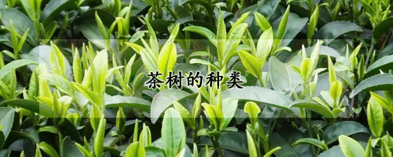 茶樹的種類