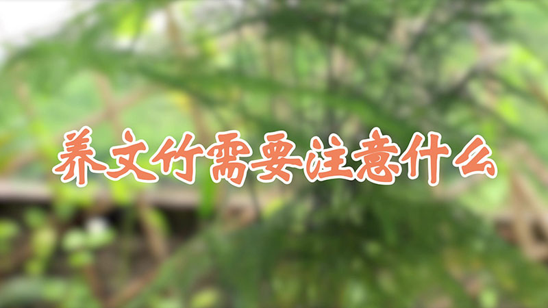 養(yǎng)文竹需要注意什么