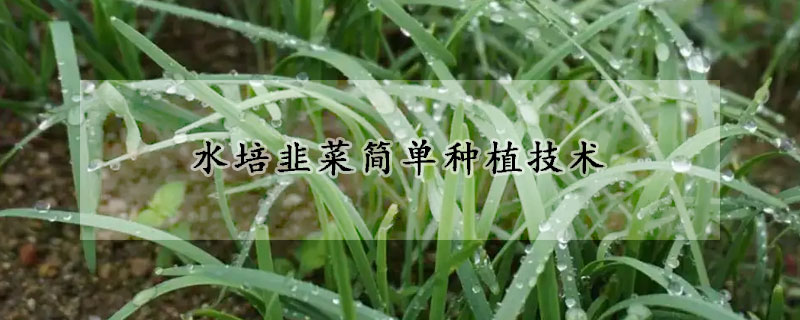 水培韭菜簡單種植技術