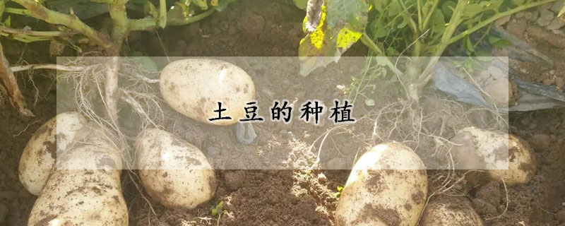 土豆的種植