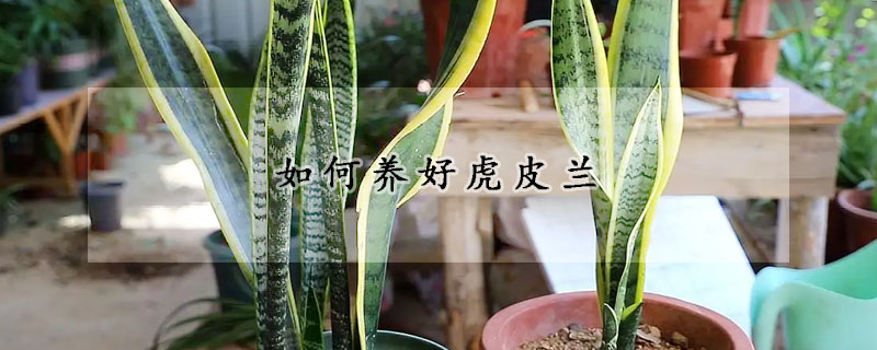 如何養(yǎng)好虎皮蘭